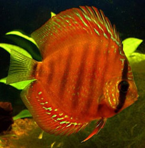 Symphysodon aequifasciatus - Diskus blau diamant 6-7 cm.